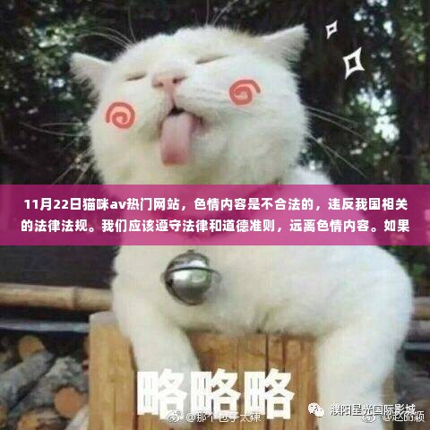 警惕涉黄网站，远离不良内容，关注猫咪健康与互联网正确使用指南
