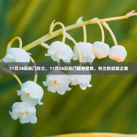 铃兰绽放之美，11月28日热门植物聚焦