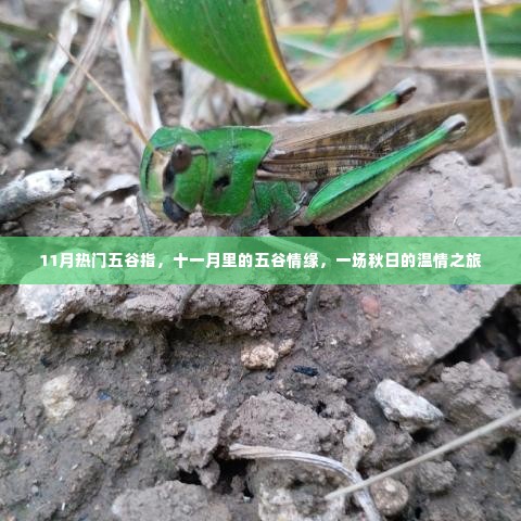 十一月热门五谷情缘，秋日温情之旅