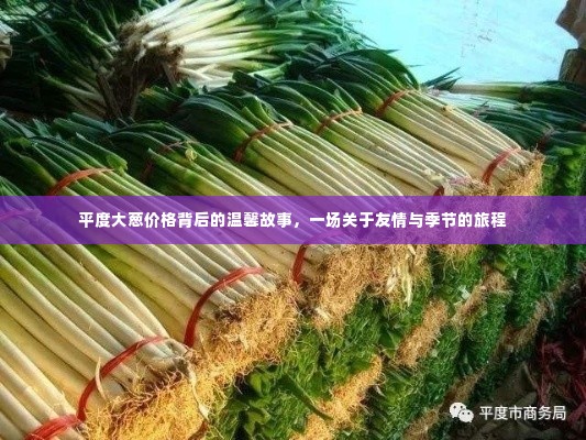 平度大葱背后的温情故事，友情与季节的交织旅程