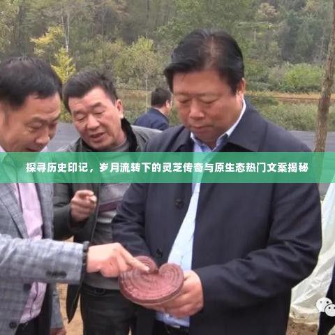 删华就素