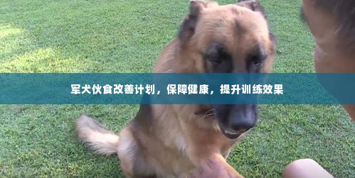 军犬伙食改善计划，保障健康，提升训练效果