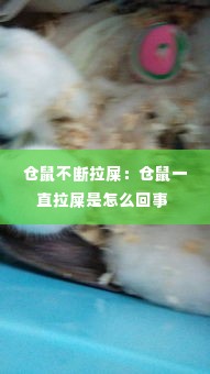 仓鼠不断拉屎：仓鼠一直拉屎是怎么回事 