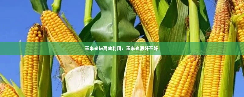 玉米光热高效利用：玉米光源好不好 