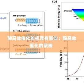 酶高效催化的机理有哪些：酶高效催化的策略 