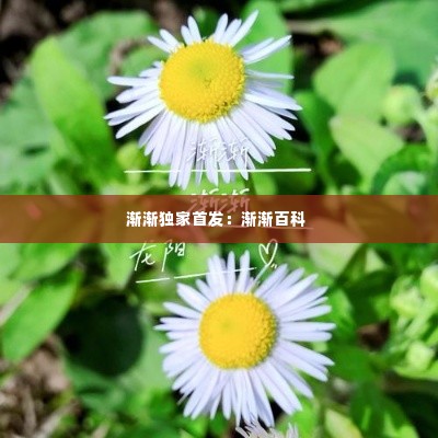 渐渐独家首发：渐渐百科 