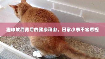 猫咪放屁背后的健康秘密，日常小事不容忽视