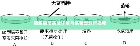 细胞菌落实验详解与实验图解析揭秘