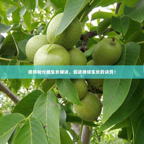 核桃树分枝生长秘诀，促进持续生长的诀窍！