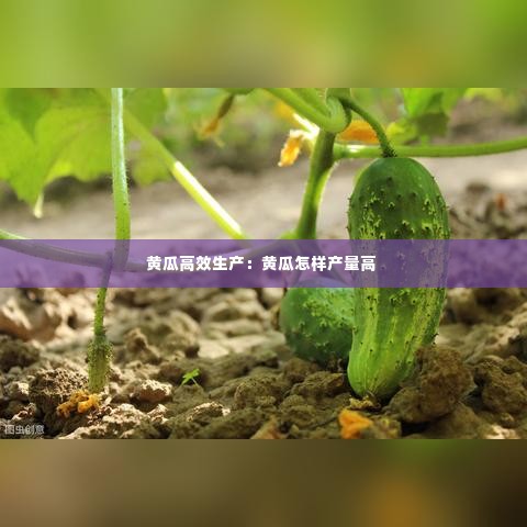 黄瓜高效生产：黄瓜怎样产量高 