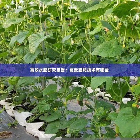 高效水肥研究荣誉：高效施肥技术有哪些 