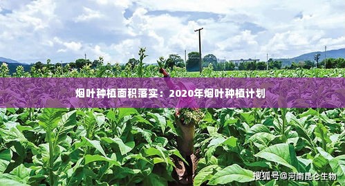 烟叶种植面积落实：2020年烟叶种植计划 