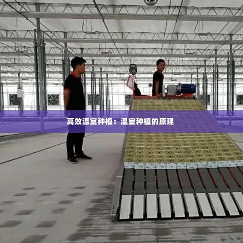 高效温室种植：温室种植的原理 
