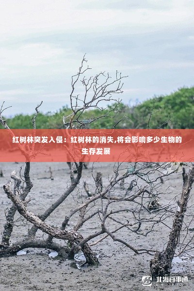 红树林突发入侵：红树林的消失,将会影响多少生物的生存发展 