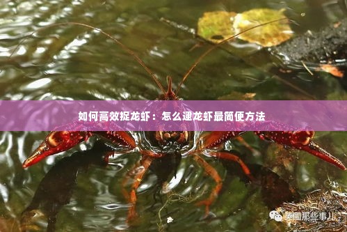 如何高效捉龙虾：怎么逮龙虾最简便方法 