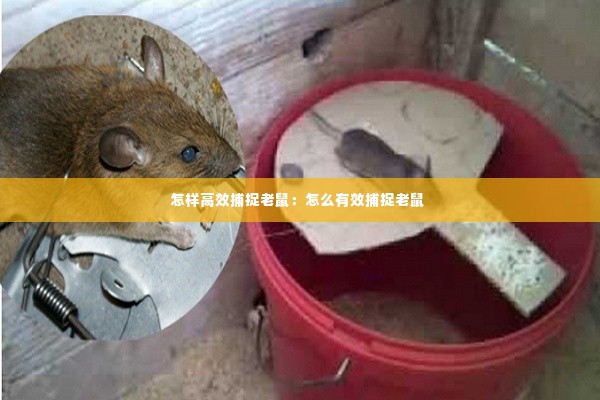 怎样高效捕捉老鼠：怎么有效捕捉老鼠 