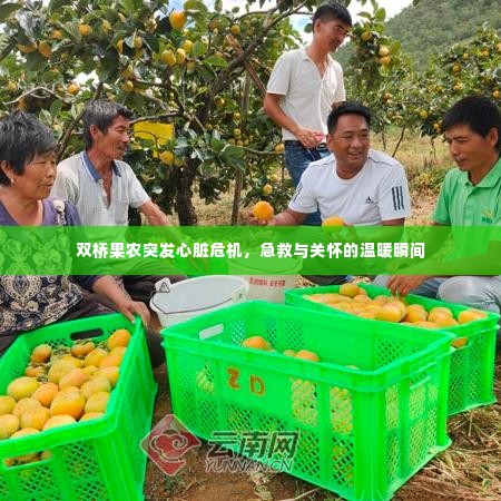 双桥果农突发心脏危机，急救与关怀的温暖瞬间