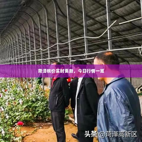 菏泽桃价实时更新，今日行情一览