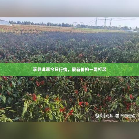 莘县洋葱今日行情，最新价格一网打尽