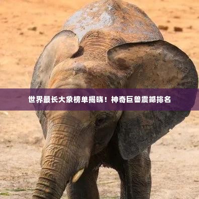 世界最长大象榜单揭晓！神奇巨兽震撼排名