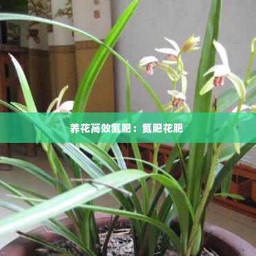 养花高效氮肥：氮肥花肥 