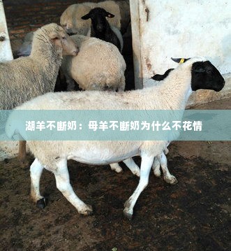 湖羊不断奶：母羊不断奶为什么不花情 