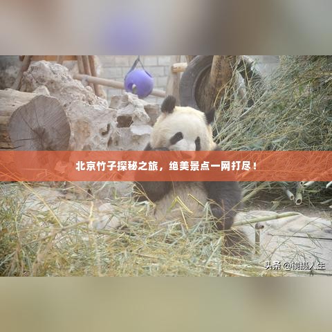 北京竹子探秘之旅，绝美景点一网打尽！