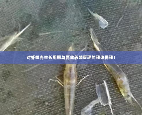 对虾蜕壳生长周期与高效养殖管理的秘诀揭秘！