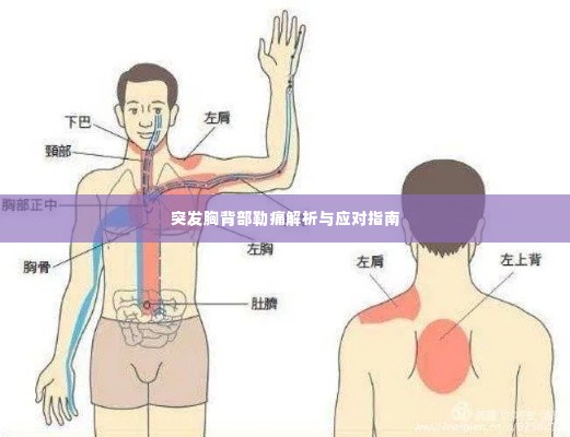 突发胸背部勒痛解析与应对指南