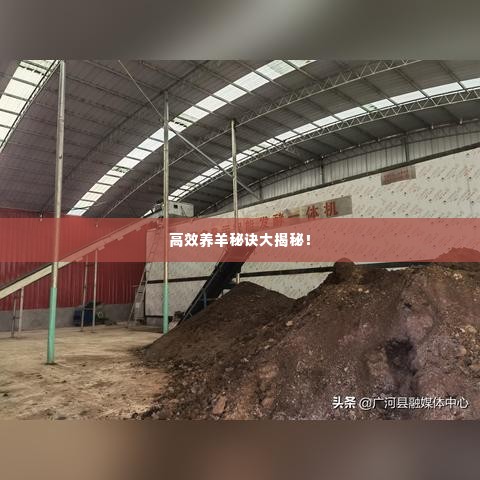 高效养羊秘诀大揭秘！