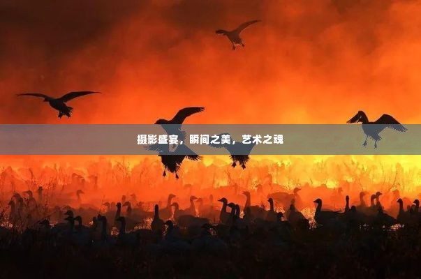 摄影盛宴，瞬间之美，艺术之魂