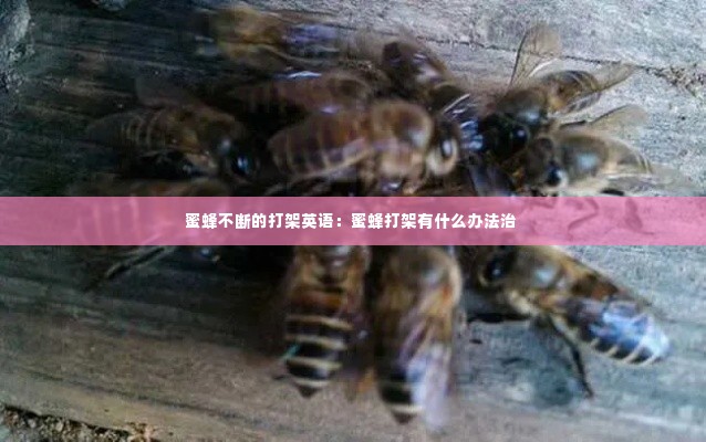 蜜蜂不断的打架英语：蜜蜂打架有什么办法治 
