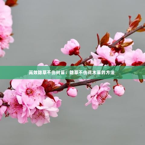 高效除草不伤树苗：除草不伤花木苗的方法 
