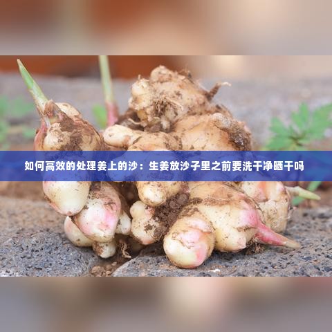 如何高效的处理姜上的沙：生姜放沙子里之前要洗干净晒干吗 