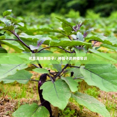 优质高效种茄子：种茄子的种植常识 