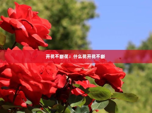 开花不断花：什么花开花不断 