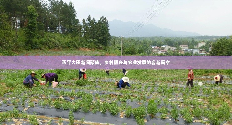 西平大田新闻聚焦，乡村振兴与农业发展的崭新篇章