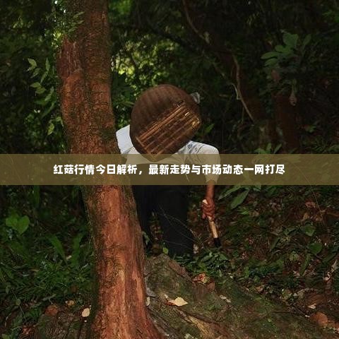 红菇行情今日解析，最新走势与市场动态一网打尽