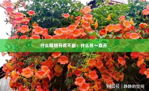 什么植物开花不断：什么花一直开 