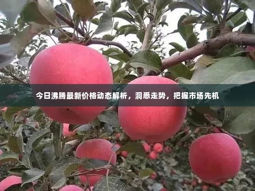 今日沸腾最新价格动态解析，洞悉走势，把握市场先机