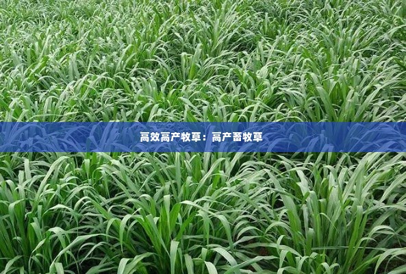 高效高产牧草：高产畜牧草 