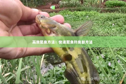高效聚鱼方法：快速聚鱼钓鱼新方法 