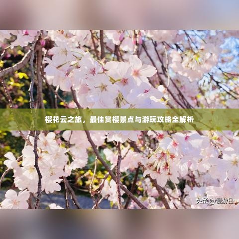 樱花云之旅，最佳赏樱景点与游玩攻略全解析