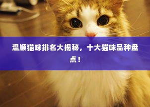 温顺猫咪排名大揭秘，十大猫咪品种盘点！