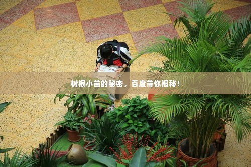 树根小苗的秘密，百度带你揭秘！