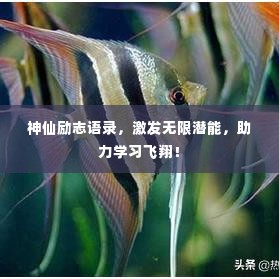 神仙励志语录，激发无限潜能，助力学习飞翔！