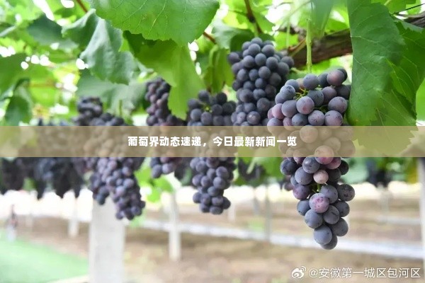 葡萄界动态速递，今日最新新闻一览
