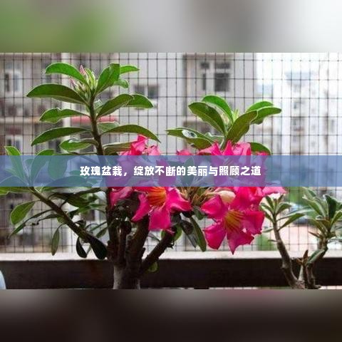 玫瑰盆栽，绽放不断的美丽与照顾之道