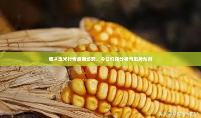 腾冲玉米行情最新动态，今日价格分析与趋势预测