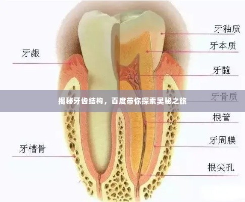 揭秘牙齿结构，百度带你探索奥秘之旅